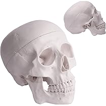 Amazon.co.jp: 頭蓋骨模型、3部と2部からなる人間の脳；実物大に